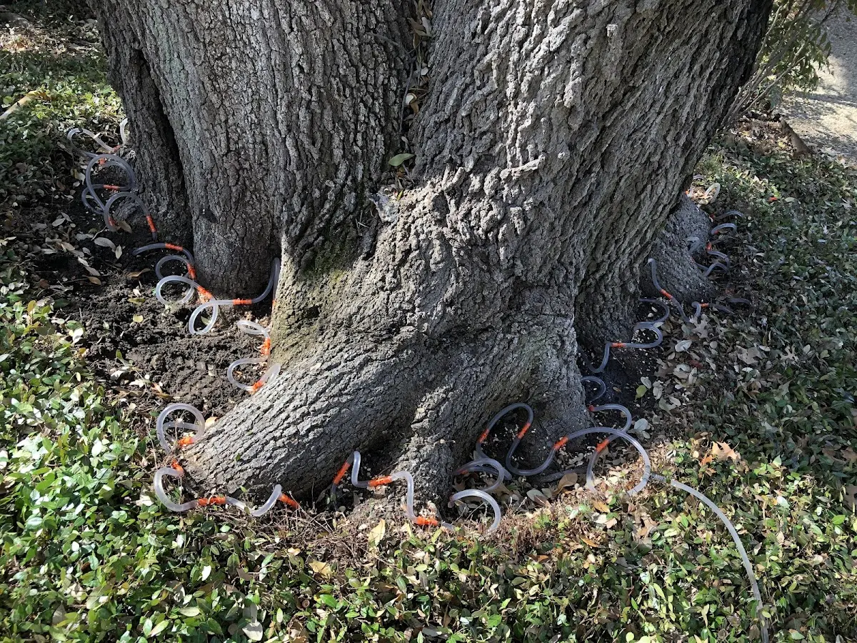 Detailed Tree Cabling and Bracing job site in De Witt